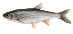 Fallfish