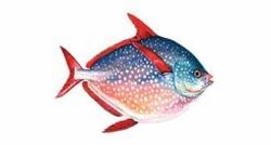 Opah